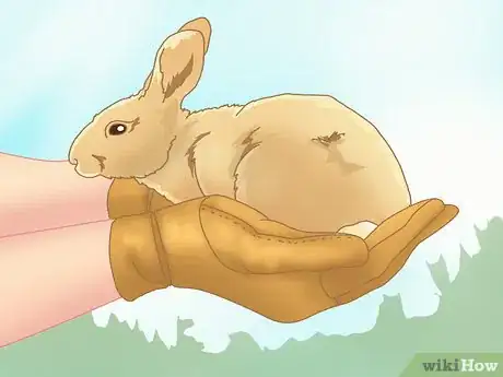 Image titled Trap a Rabbit Step 6