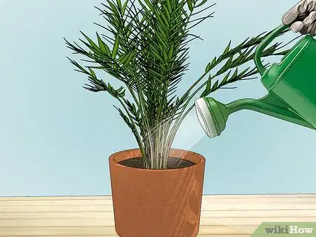 Image titled Plant an Areca Palm Step 14