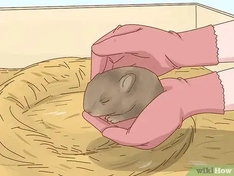 Image titled Care for a Baby Wild Rabbit Step 3