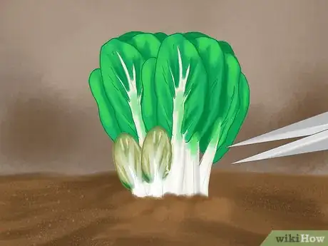 Image titled Regrow Bok Choy Step 13