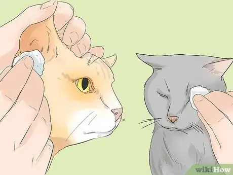 Image titled Care for a Balinese Step 11