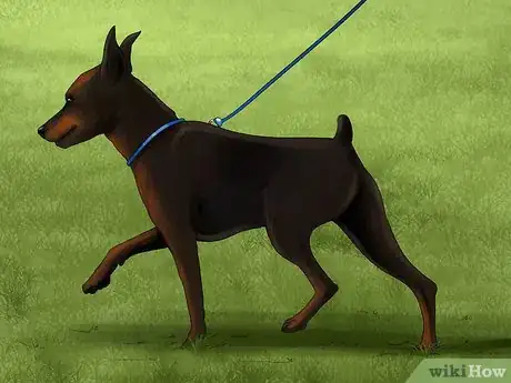 Image titled Choose a Minpin Step 13