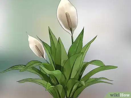 Image titled Choose Low‐Maintenance Houseplants Step 9