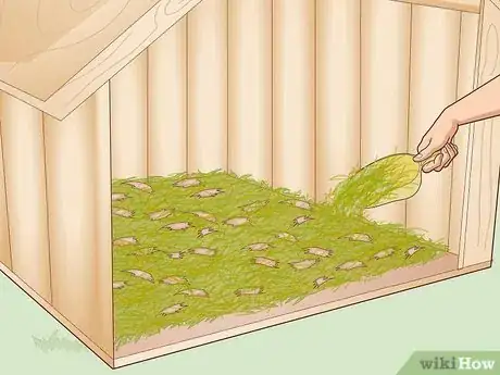 Image titled Care for an Outdoor Guinea Pig Step 18