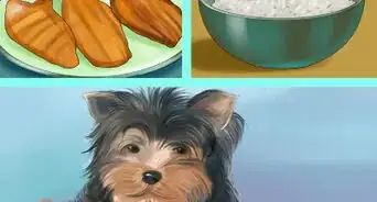 Spot Signs of Pancreatitis in Dogs