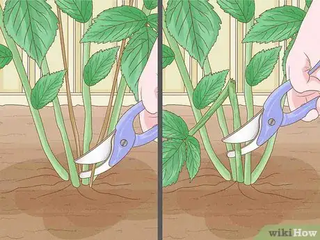 Image titled Prune Red Raspberries Step 3