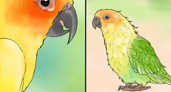 Treat Chlamydiosis in Conures