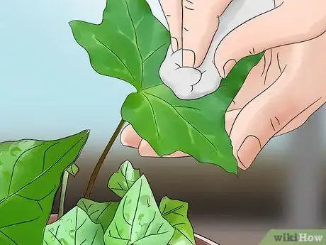 Image titled Grow English Ivy Indoors Step 13