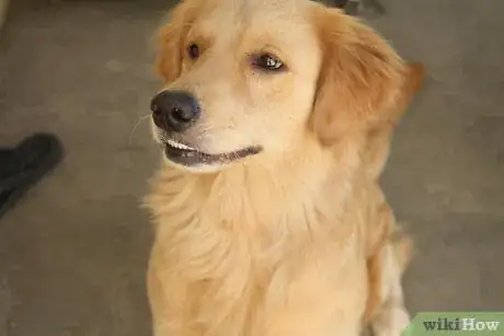 Image titled Prevent Hip Problems in Dogs Step 2