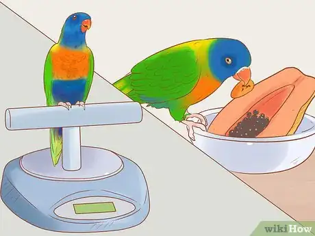 Image titled Treat Chlamydiosis in Lories and Lorikeets Step 12