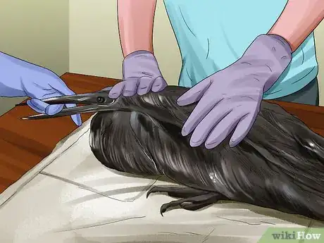 Image titled Clean Oil off Birds Step 14