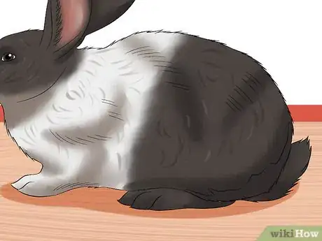 Image titled Diagnose Digestive Problems in Rabbits Step 1