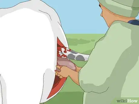 Image titled Perform a Caesarean Section on a Cow or Heifer Step 8