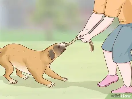 Image titled Care for Boxers Step 13