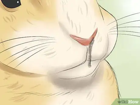 Image titled Prevent Snuffles (Pasteurella) in Rabbits Step 8