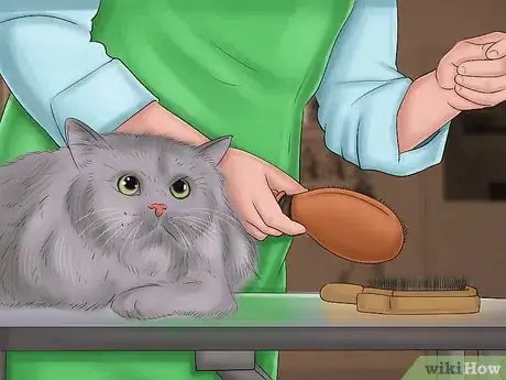 Image titled Care for a Pixiebob Cat Step 8