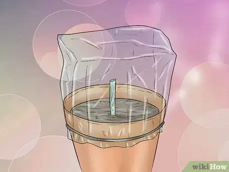 Image titled Plant a Tulip Poplar Tree Step 14