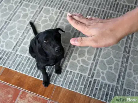 Image titled Tame Your Dog Step 1