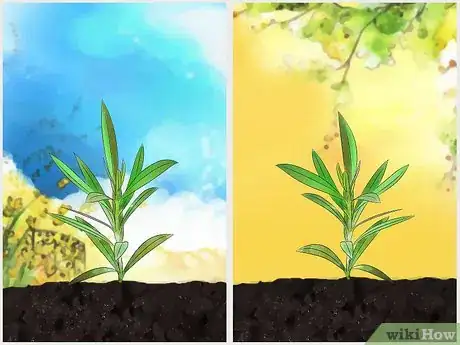 Image titled Grow Oleander Step 2
