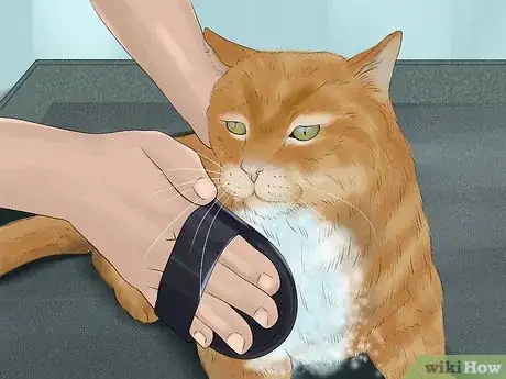Image titled Bathe a Cat Without Water Step 10