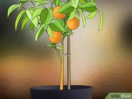 Image titled Grow Fruit in Pots Step 9