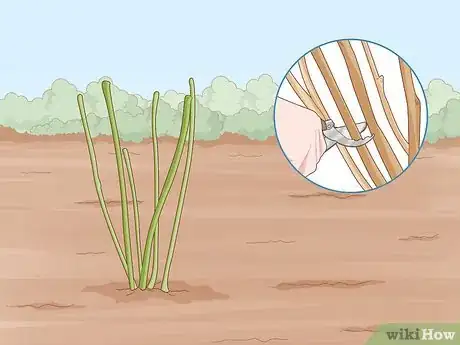 Image titled Prune Blackcurrants Step 8