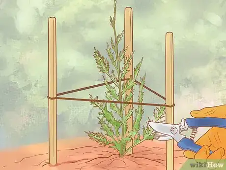 Image titled Plant Leyland Cypress Step 22