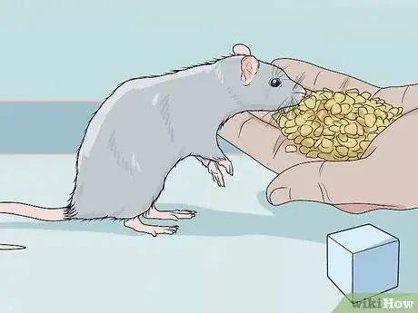 Image titled Train a Rat to Retrieve Objects Step 6