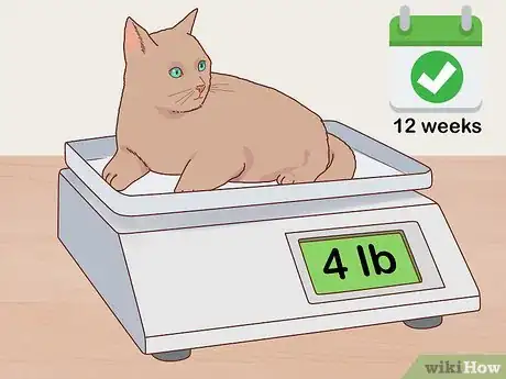 Image titled Choose the Right Kitten for Your Home Step 10
