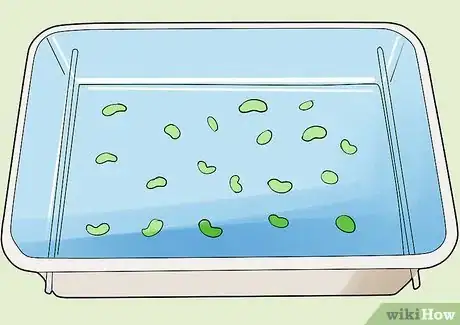 Image titled Germinate Beans on Moist Kitchen Paper Step 6