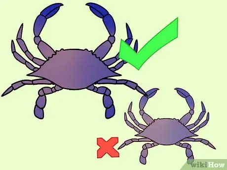 Image titled Eat a Maryland Blue Crab Step 3
