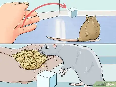 Image titled Train a Rat to Retrieve Objects Step 7