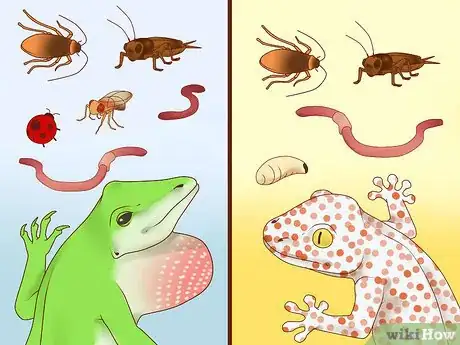 Image titled Feed a Lizard Step 2