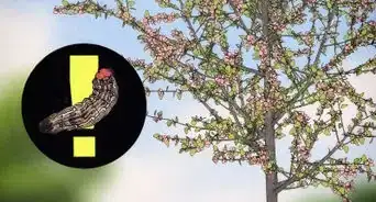 Grow Flowering Dogwood