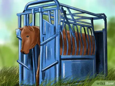 Image titled Sort Cows Step 8