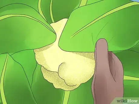 Image titled Grow Cauliflower Step 9