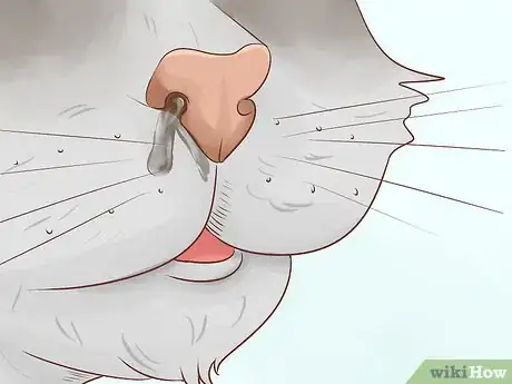 Image titled Diagnose and Treat Chlamydiosis in Cats Step 2
