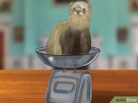 Image titled Diagnose Heart Disease in Ferrets Step 3