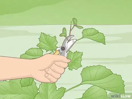 Image titled Grow Scuppernongs Step 11