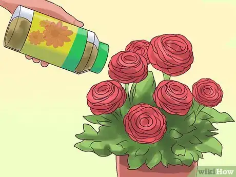 Image titled Plant and Care for a Ranunculus Step 8