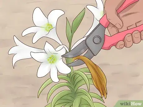 Image titled Plant Easter Lilies Step 8