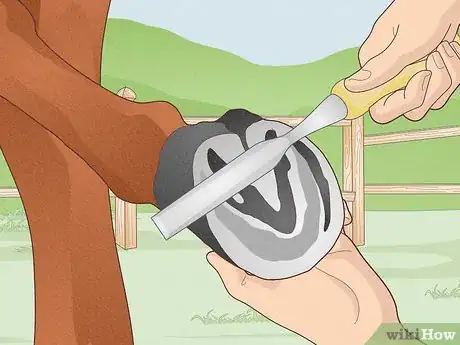 Image titled Look After a Horse Step 10