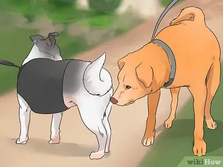 Image titled Introduce Your New Dog to Dogs in the Neighborhood Step 10