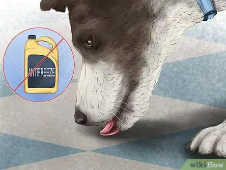 Image titled Care for Your Dog in the Winter Step 5