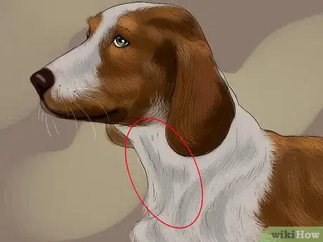 Image titled Identify a Welsh Springer Spaniel Step 7