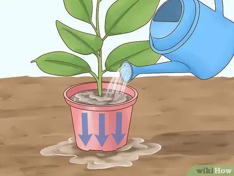 Image titled Grow a Rubber Tree Step 11