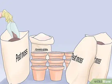 Image titled Grow Dwarf Pineapples Step 1