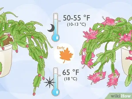 Image titled Get a Christmas Cactus to Bloom Step 4
