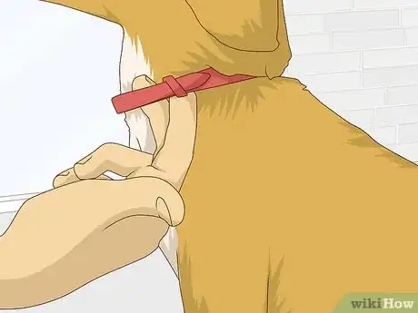 Image titled Get Your Dog Used to a Collar Step 2