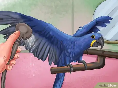 Image titled Care for a Hyacinth Macaw Step 12